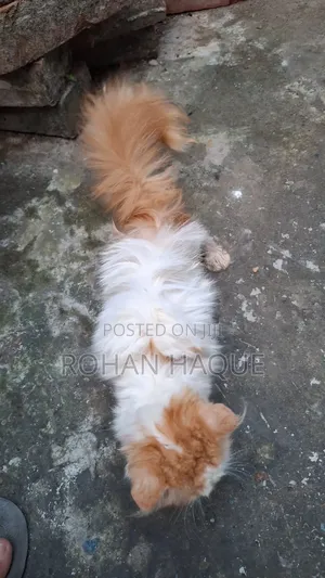 1-3 Months Male Mixed Breed Persian