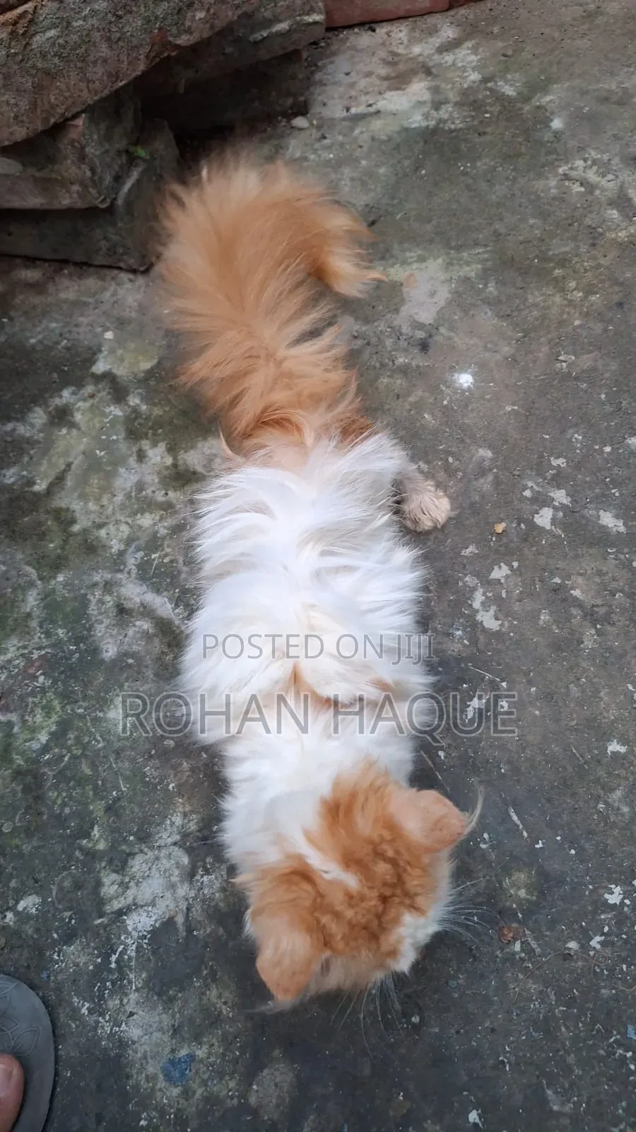 1-3 Months Male Mixed Breed Persian