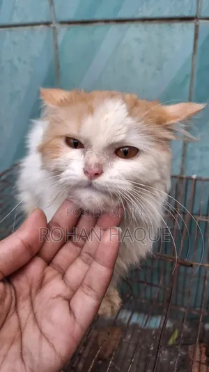 1-3 Months Male Mixed Breed Persian