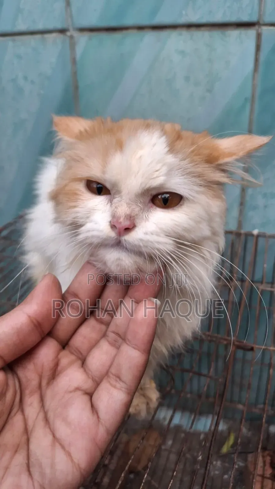1-3 Months Male Mixed Breed Persian