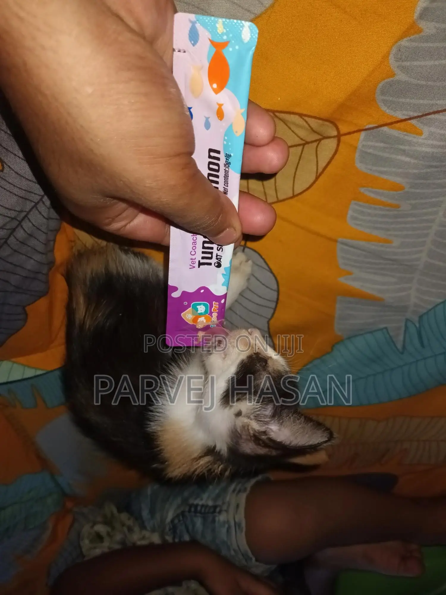 1-3 Months Female Mixed Breed Persian