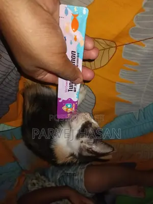 Photo - 1-3 Months Female Mixed Breed Persian