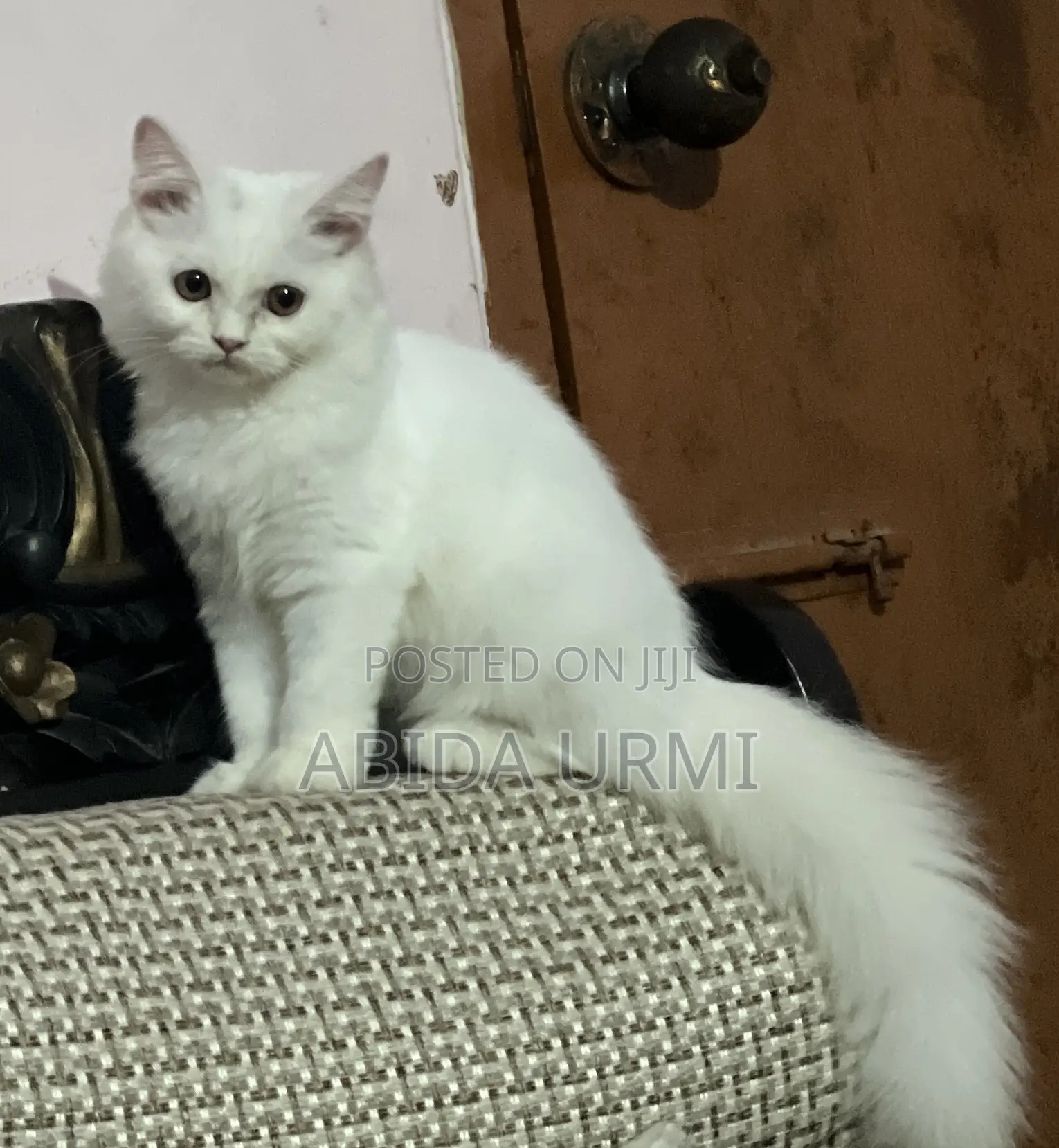 6-12 Months Female Purebred Persian