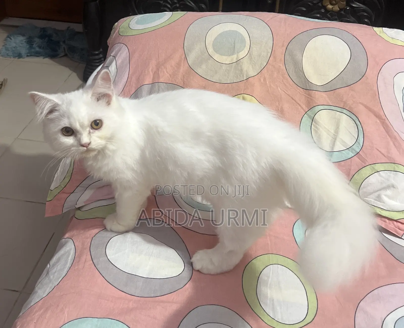 6-12 Months Female Purebred Persian