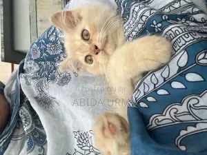 Photo - 3-6 Months Male Purebred Persian