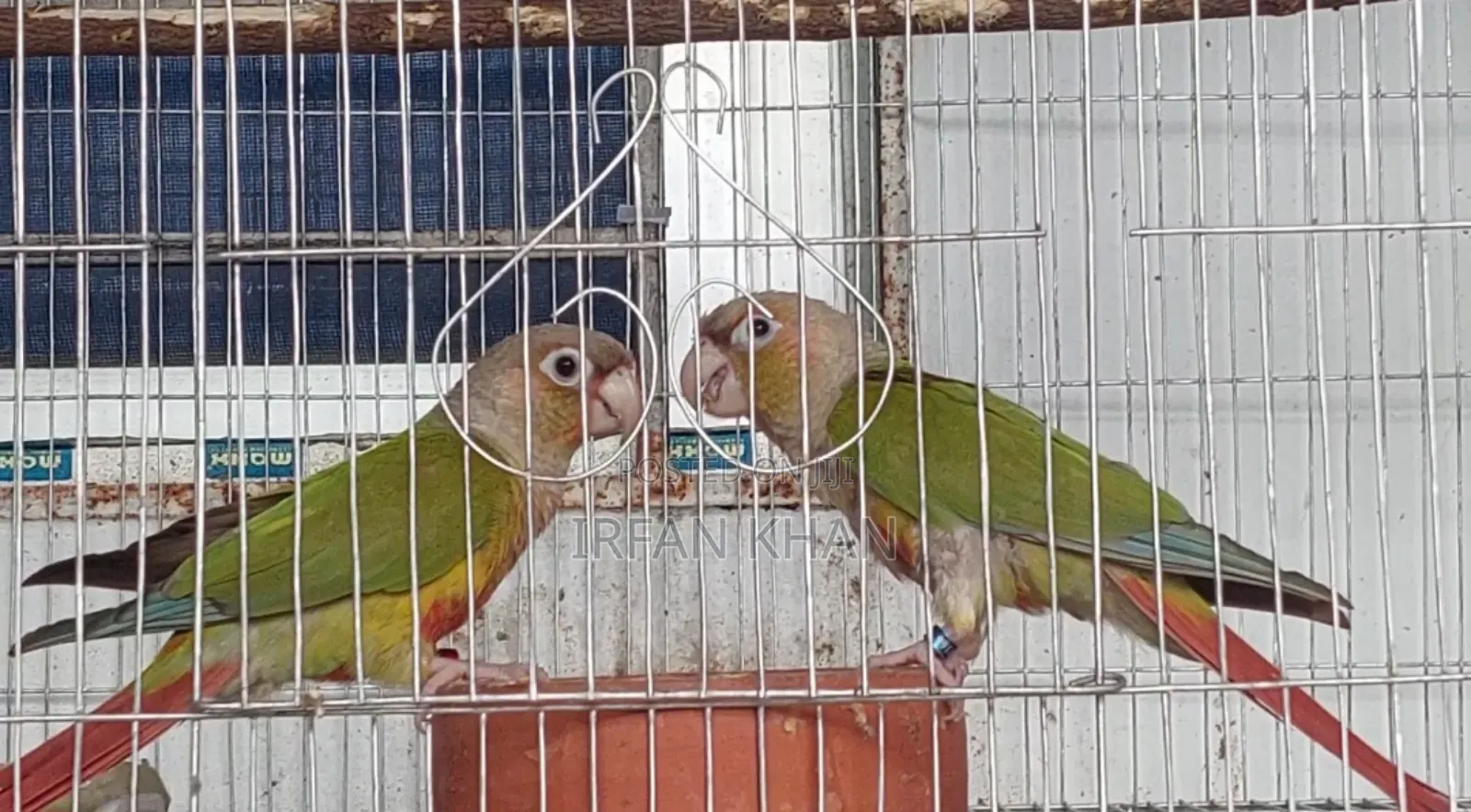 Pineapple Conure / এলবিনো ককাটেল