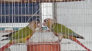 Photo - Pineapple Conure / এলবিনো ককাটেল