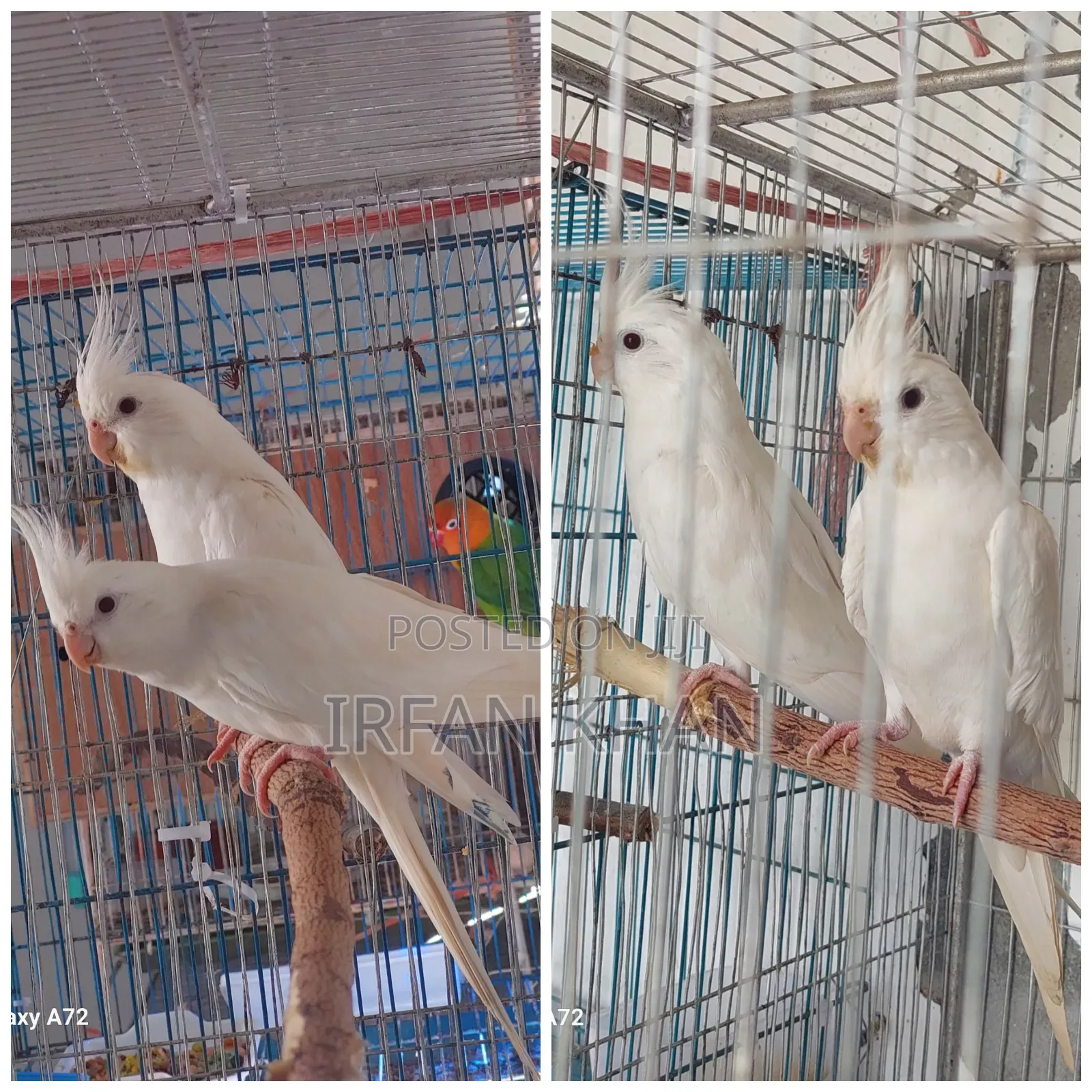 Pineapple Conure / এলবিনো ককাটেল