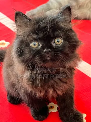 Photo - 1-3 Months Male Purebred Traditional Persian