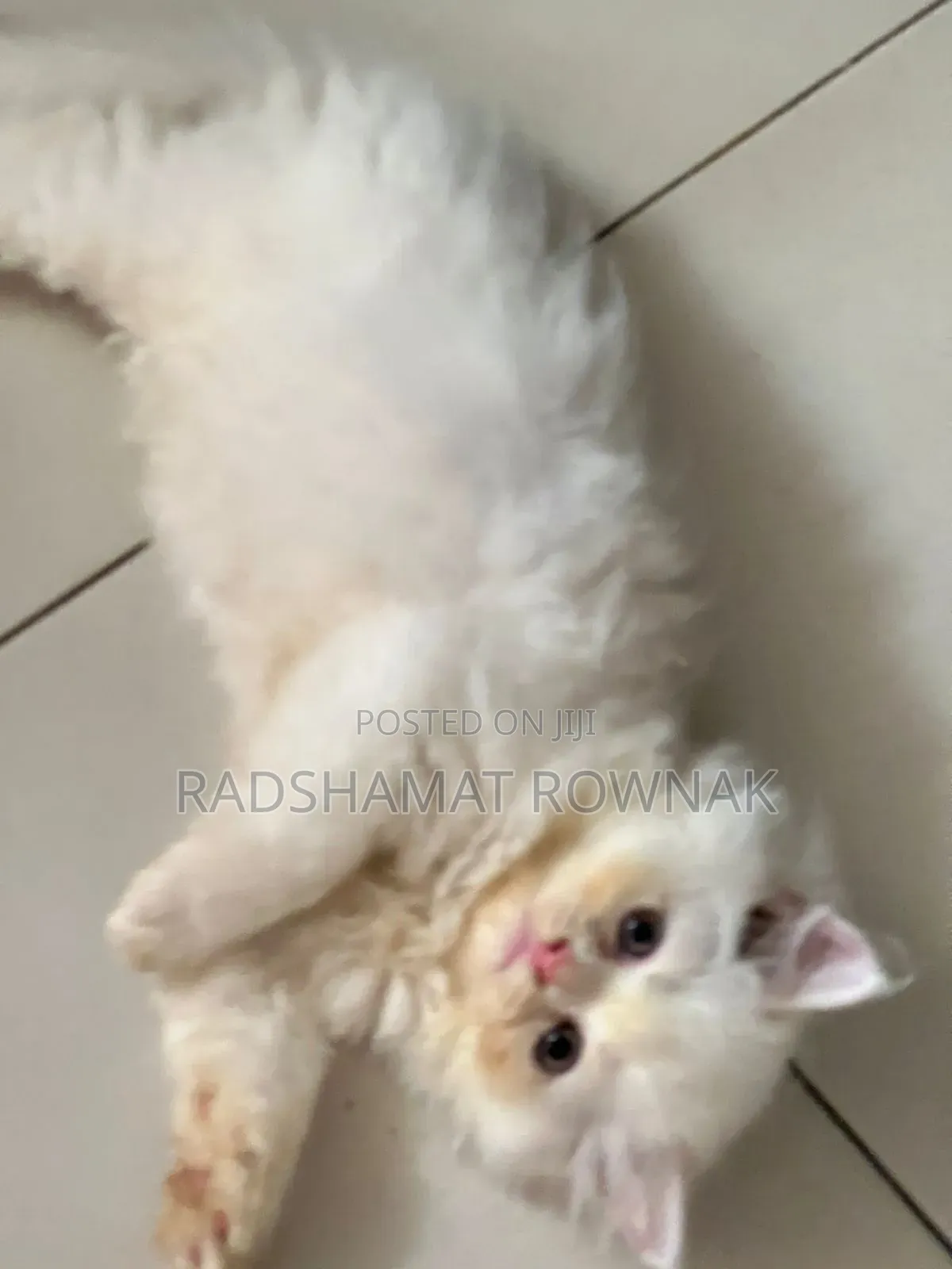 1-3 Months Male Purebred Traditional Persian