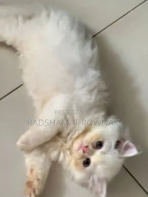 1-3 Months Male Purebred Traditional Persian