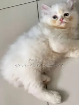 1-3 Months Male Purebred Traditional Persian