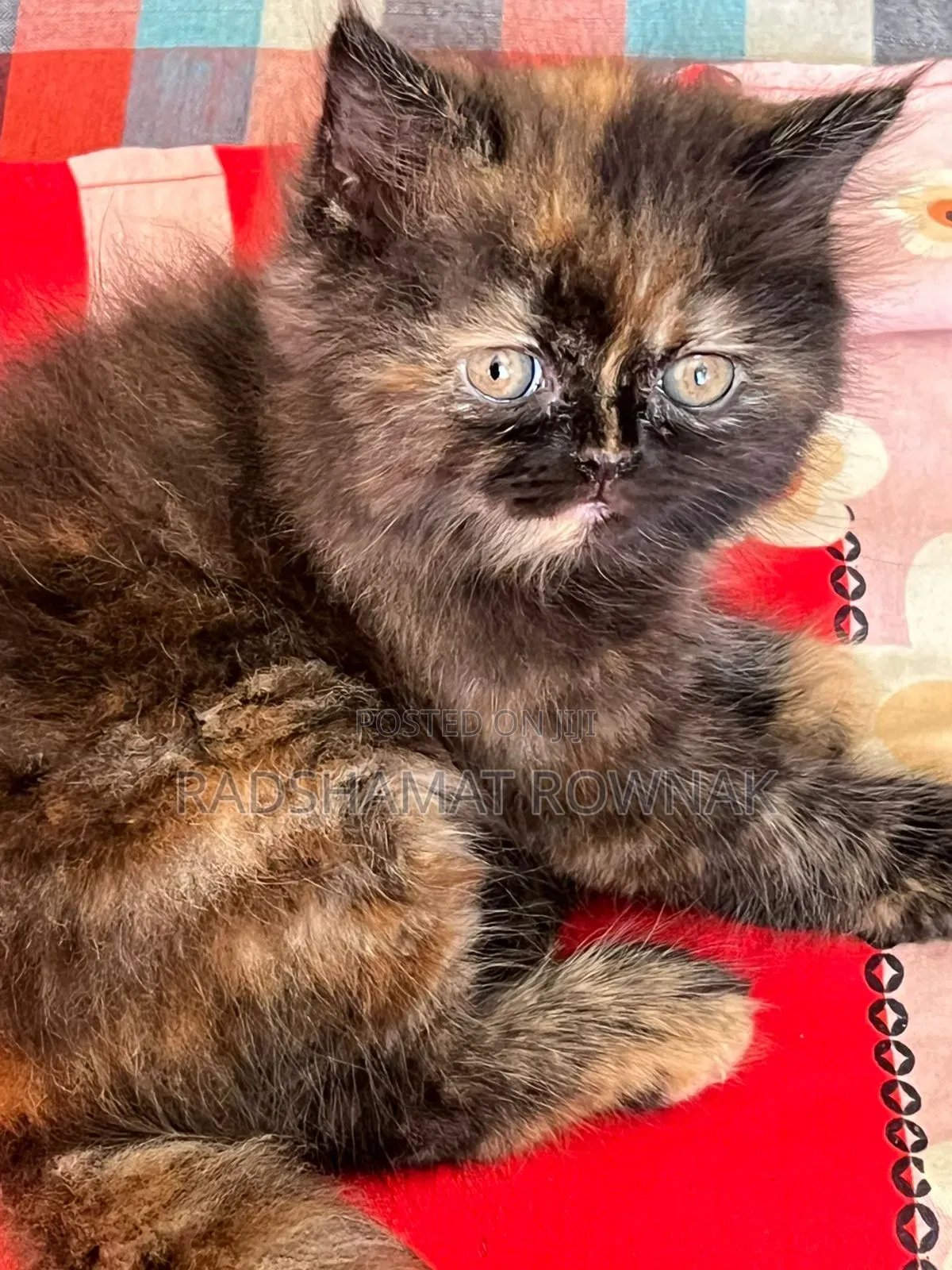 1-3 Months Male Purebred Traditional Persian