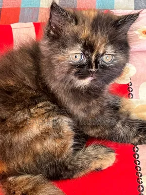 1-3 Months Male Purebred Traditional Persian