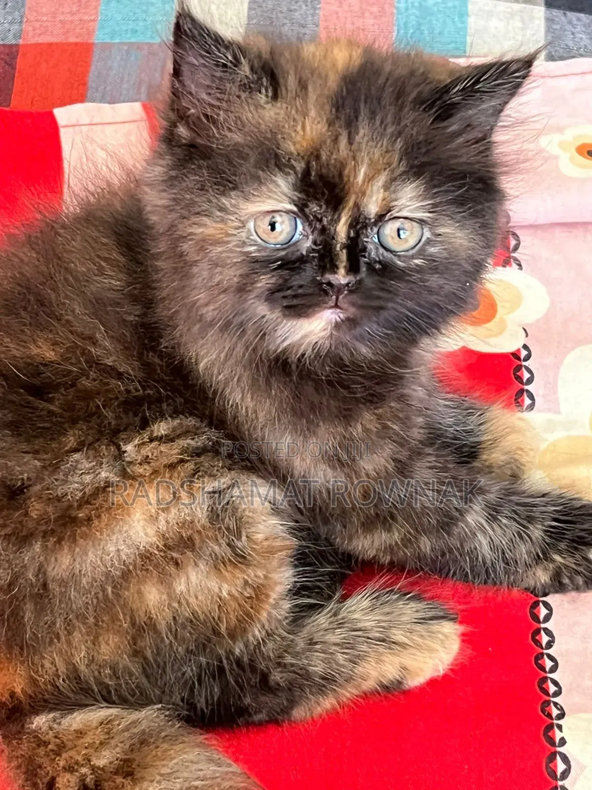 1-3 Months Male Purebred Traditional Persian