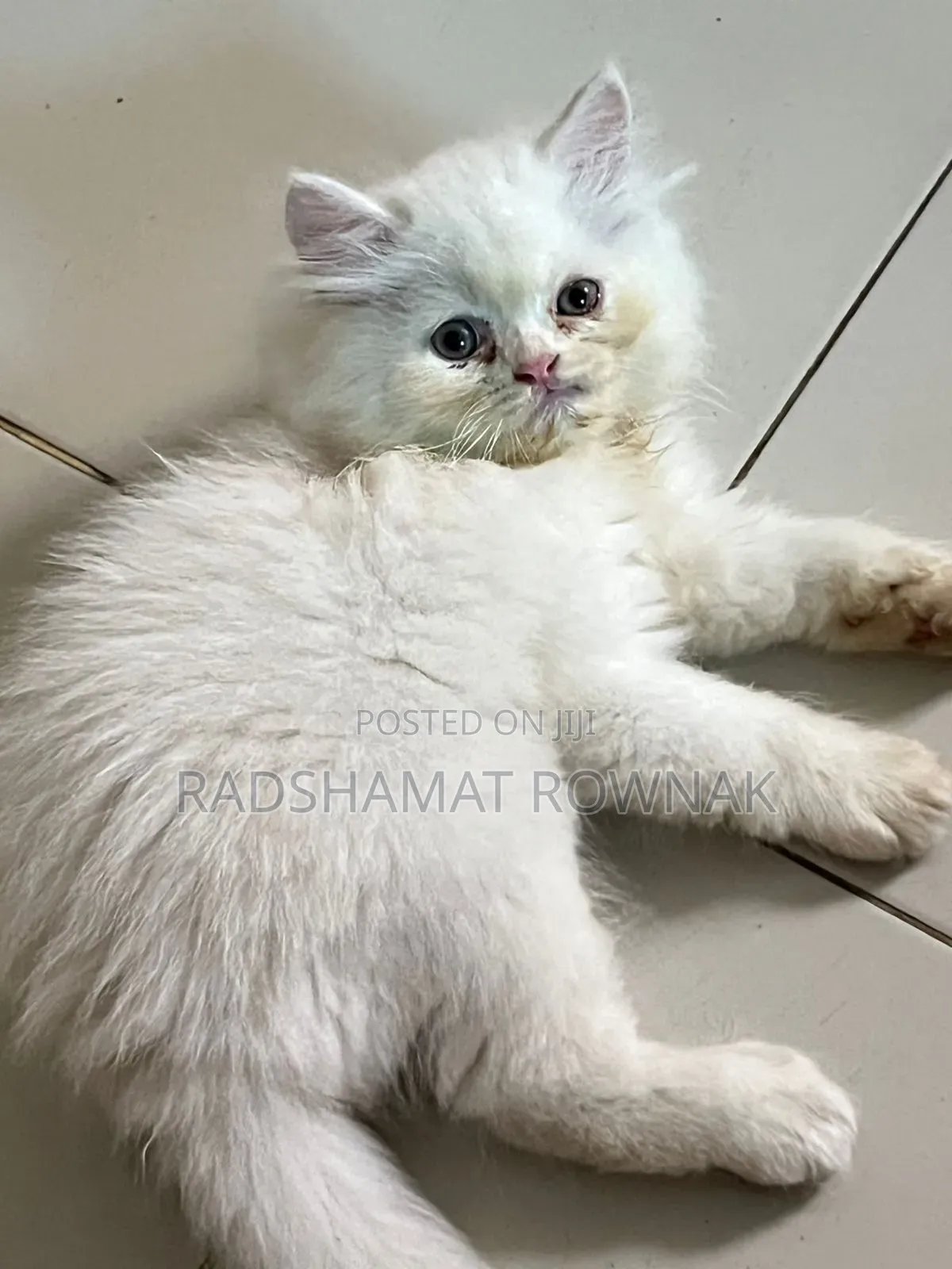 1-3 Months Male Purebred Persian