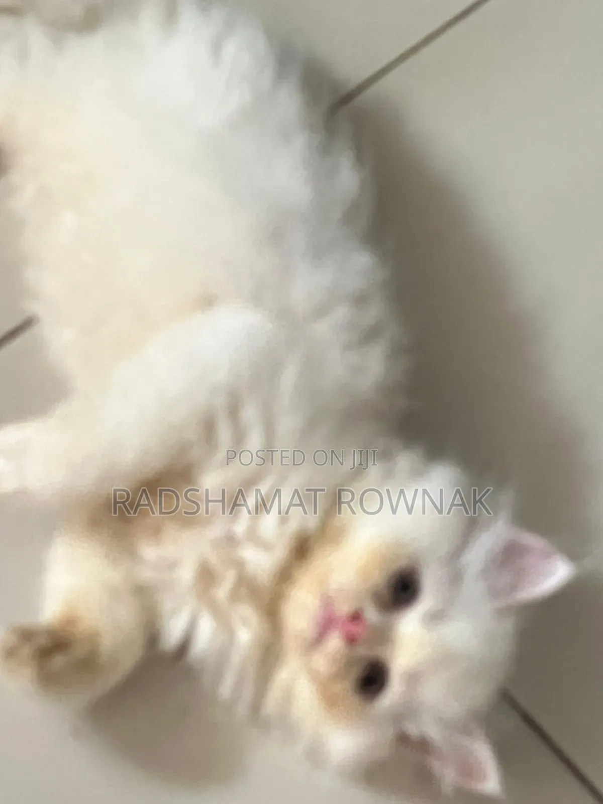 1-3 Months Male Purebred Persian