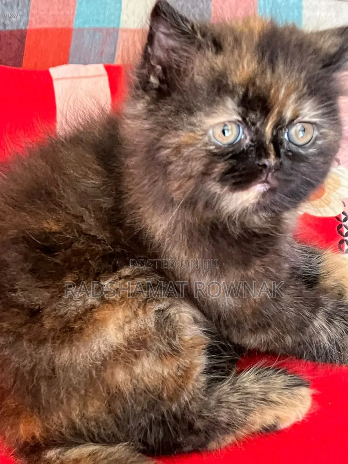 1-3 Months Female Purebred Persian