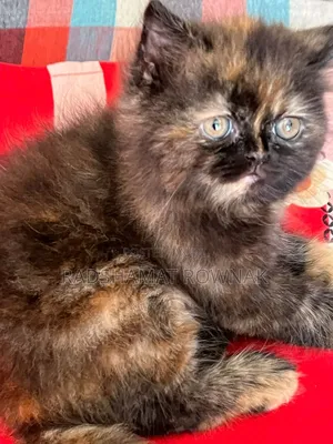 Photo - 1-3 Months Female Purebred Persian