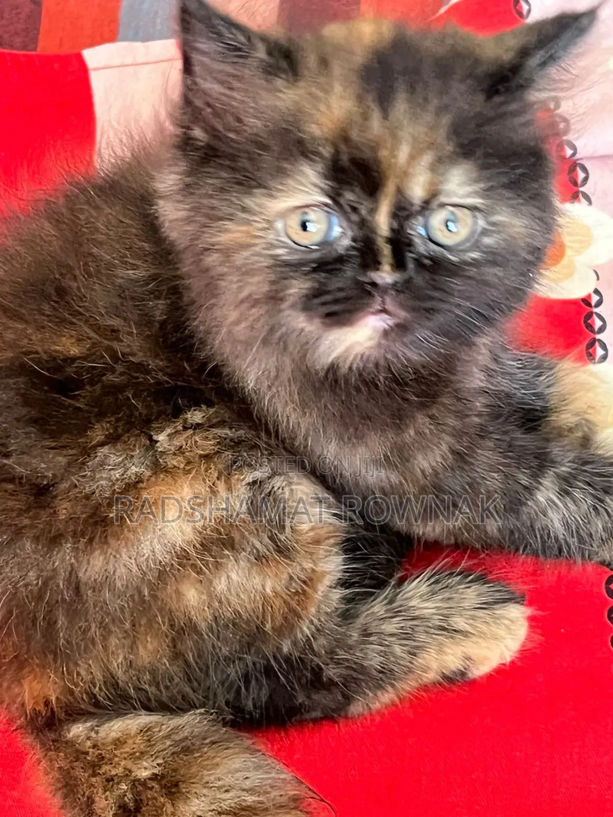 1-3 Months Female Purebred Persian