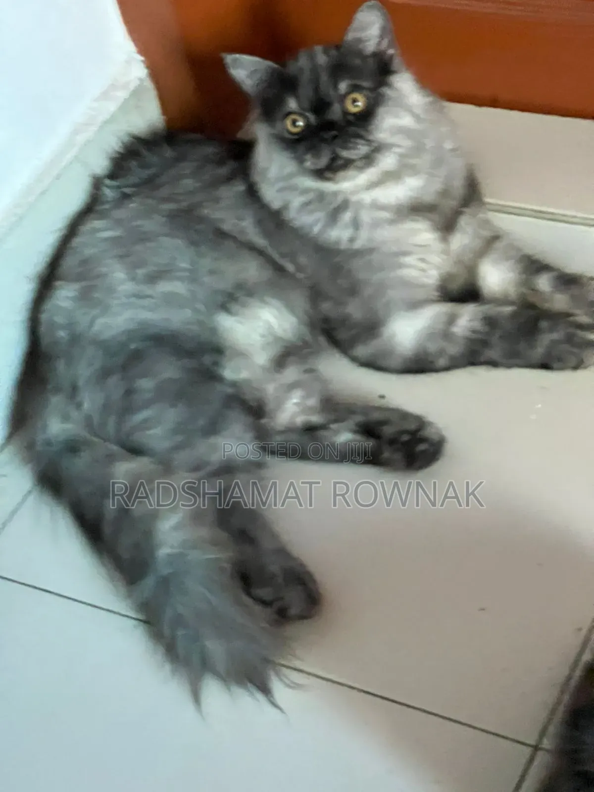 6-12 Months Male Purebred Persian