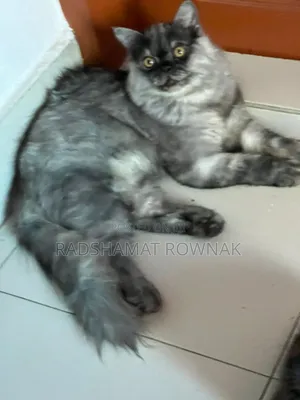 Photo - 6-12 Months Male Purebred Persian