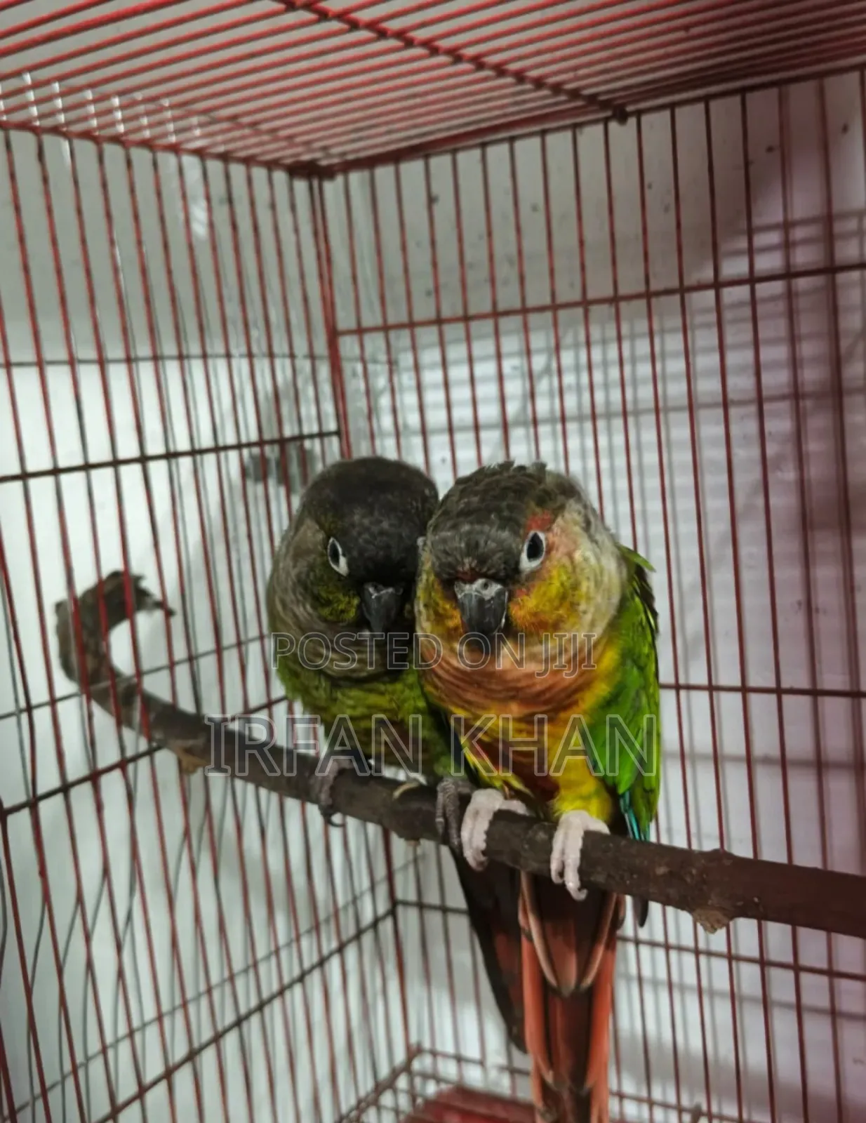 Pineapple Conure / এলবিনো ককাটেল