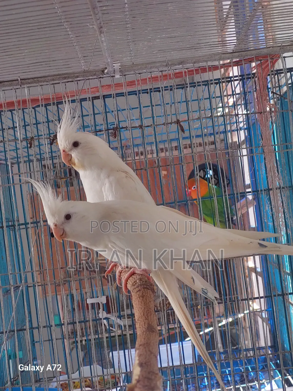 Albino Cockateel Red Eye