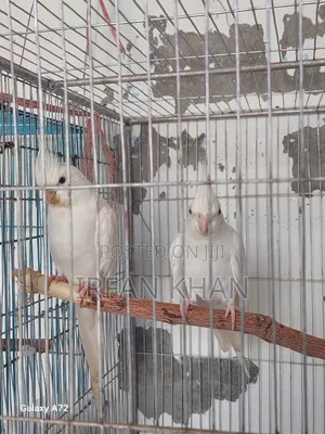 Albino Cockateel Red Eye