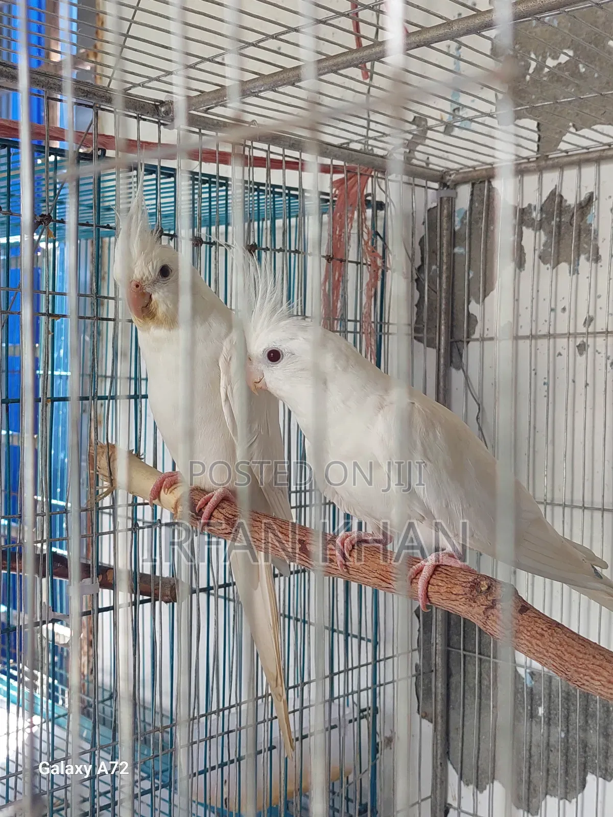 Albino Cockateel Red Eye