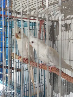 Albino Cockateel Red Eye