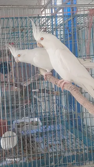 Albino Cockateel Red Eye