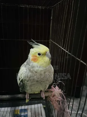 Photo - Cokatail Bird