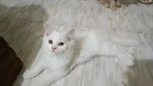 Photo - 1-3 Months Female Purebred Persian