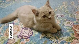 1-3 Months Female Purebred Persian