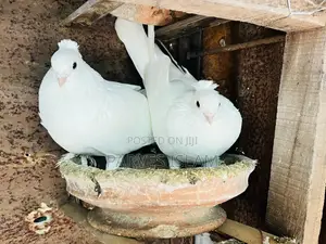 Photo - Pallar Kobutor