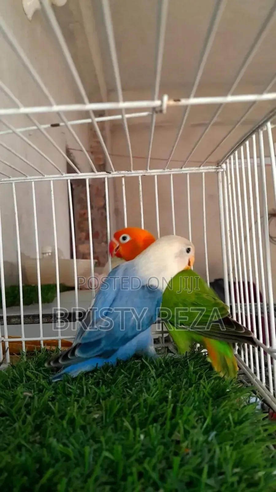 Opaline Love Bird