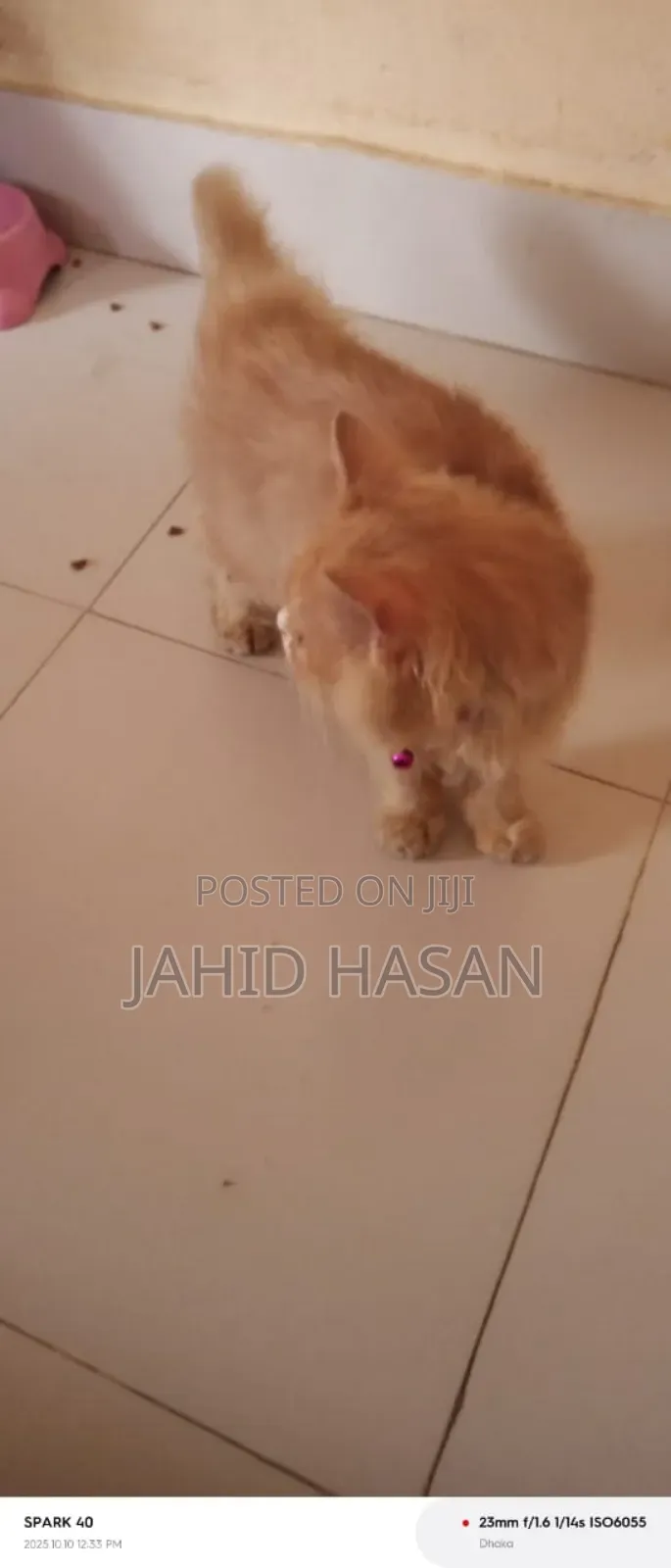1-3 Months Female Purebred Persian