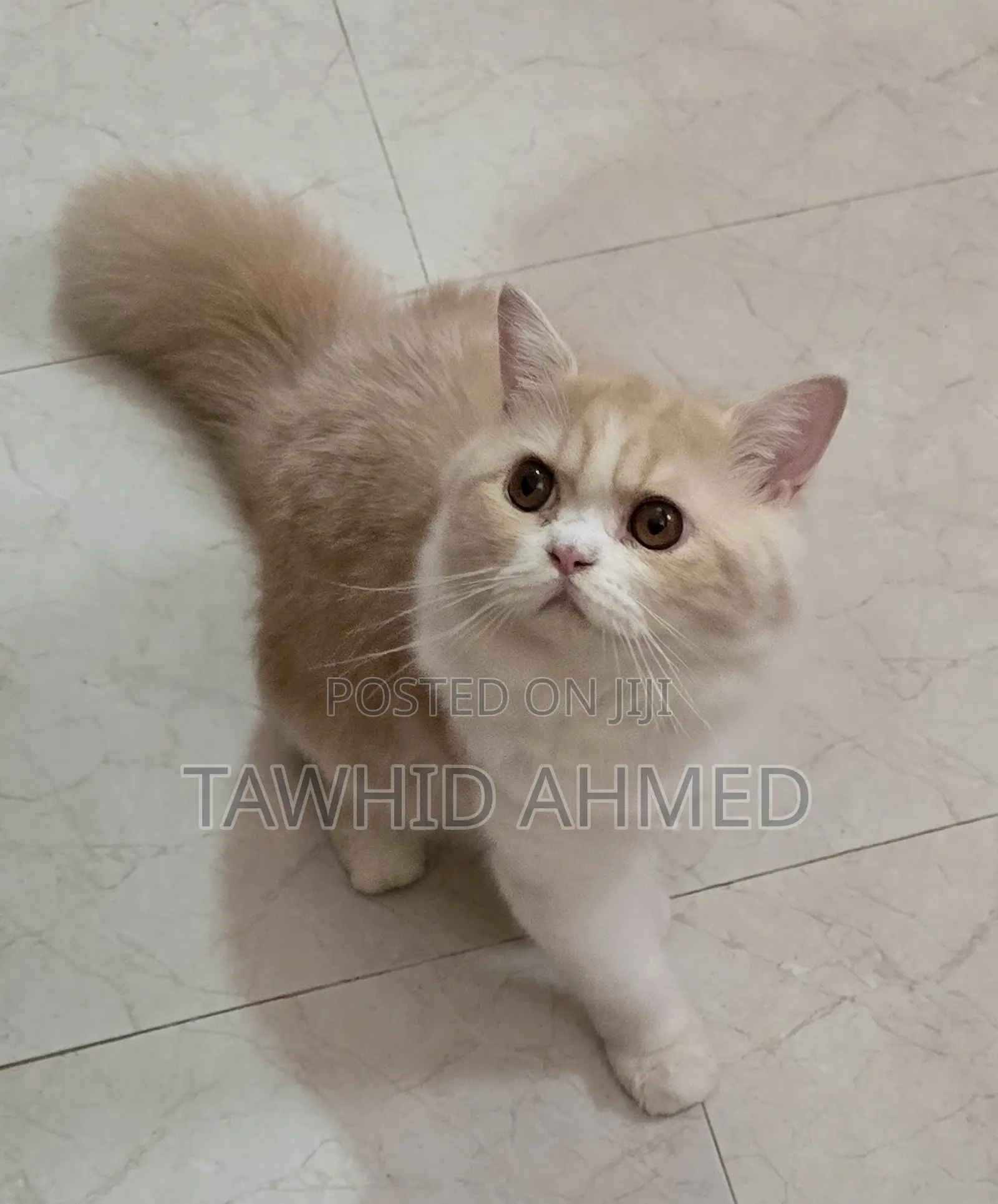 6-12 Months Female Purebred Persian