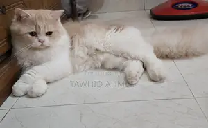 6-12 Months Female Purebred Persian