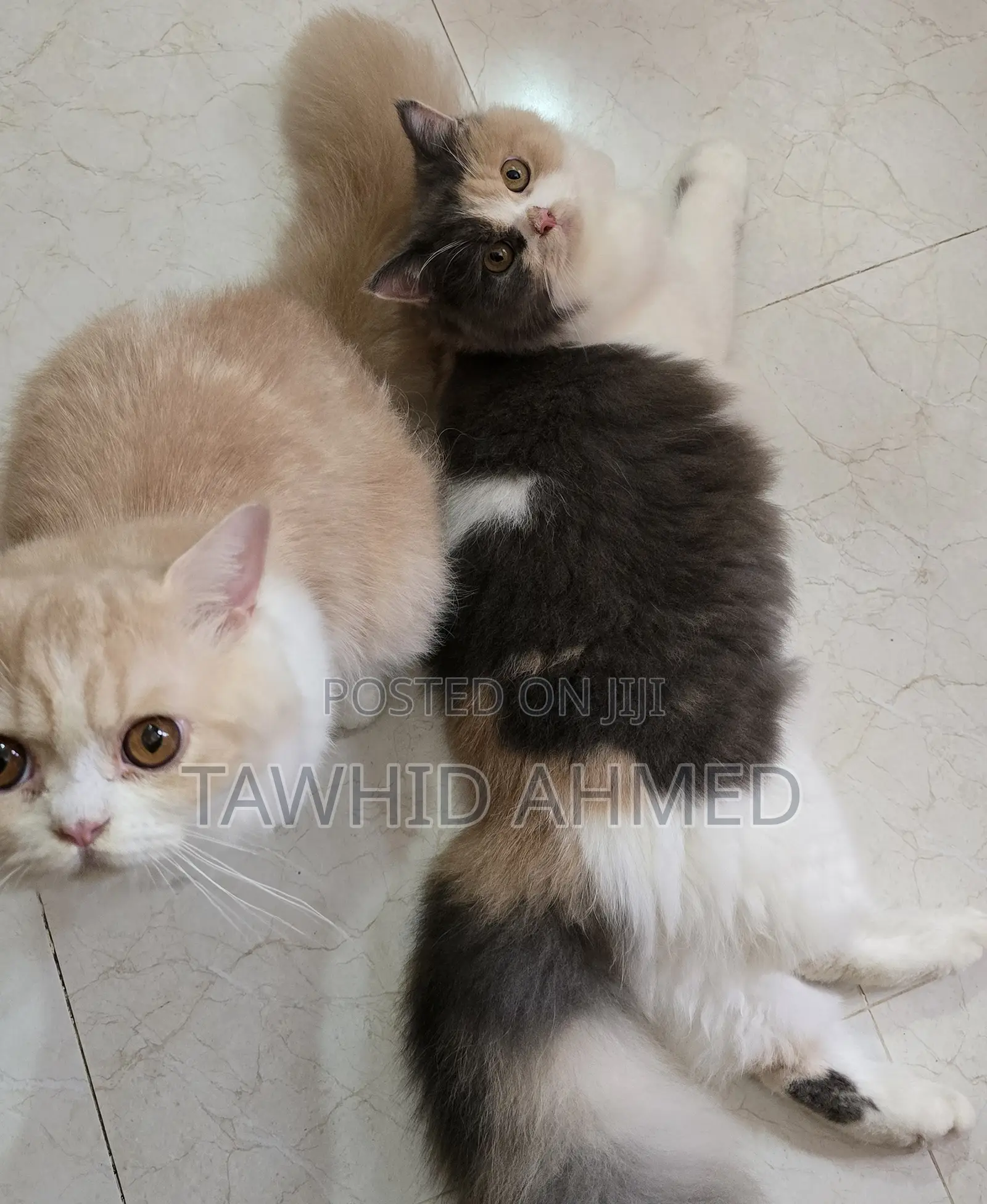 6-12 Months Female Purebred Persian