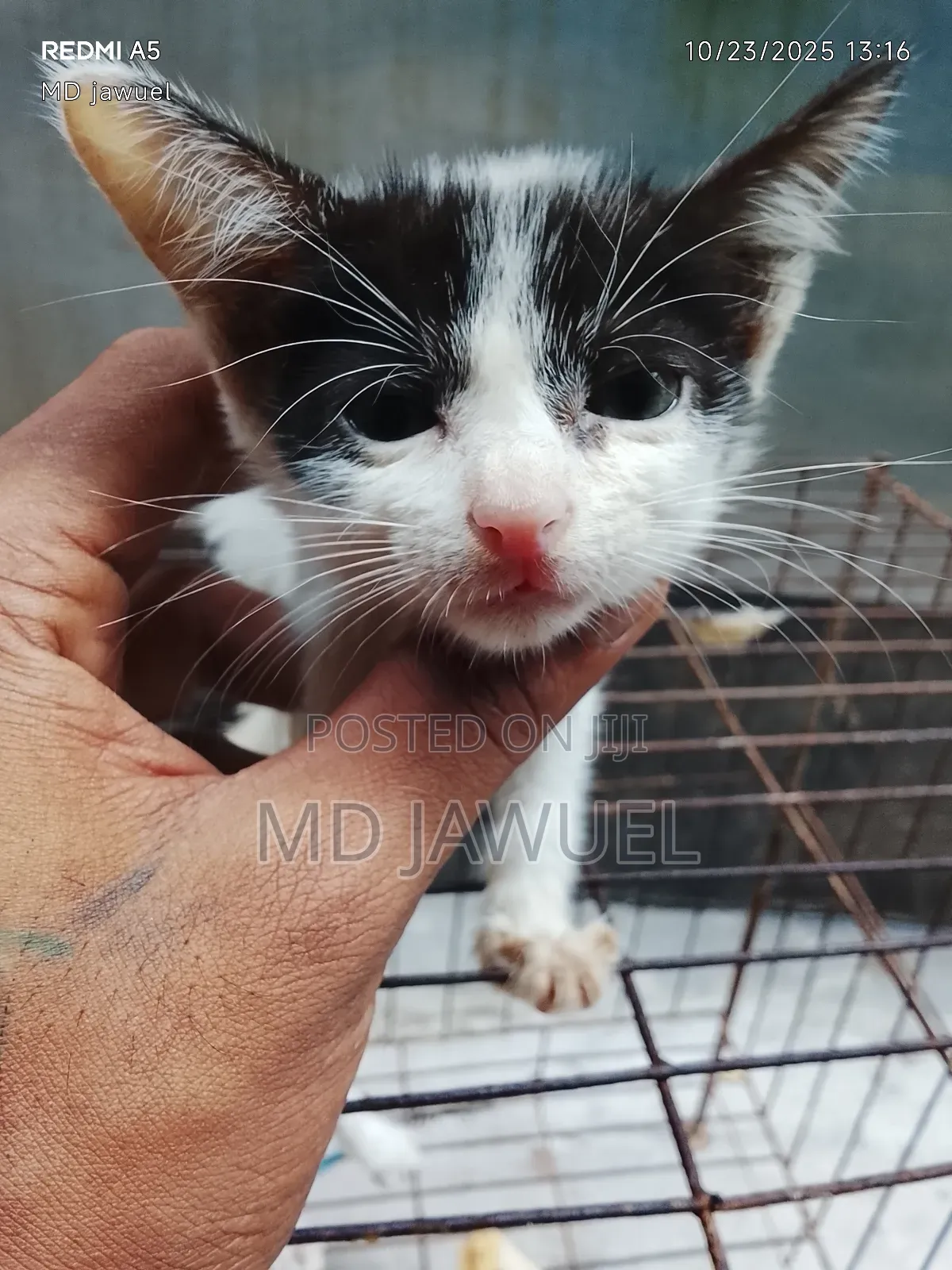 0-1 Month Female Mixed Breed Persian