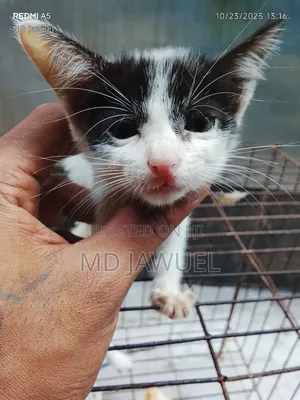 Photo - 0-1 Month Female Mixed Breed Persian