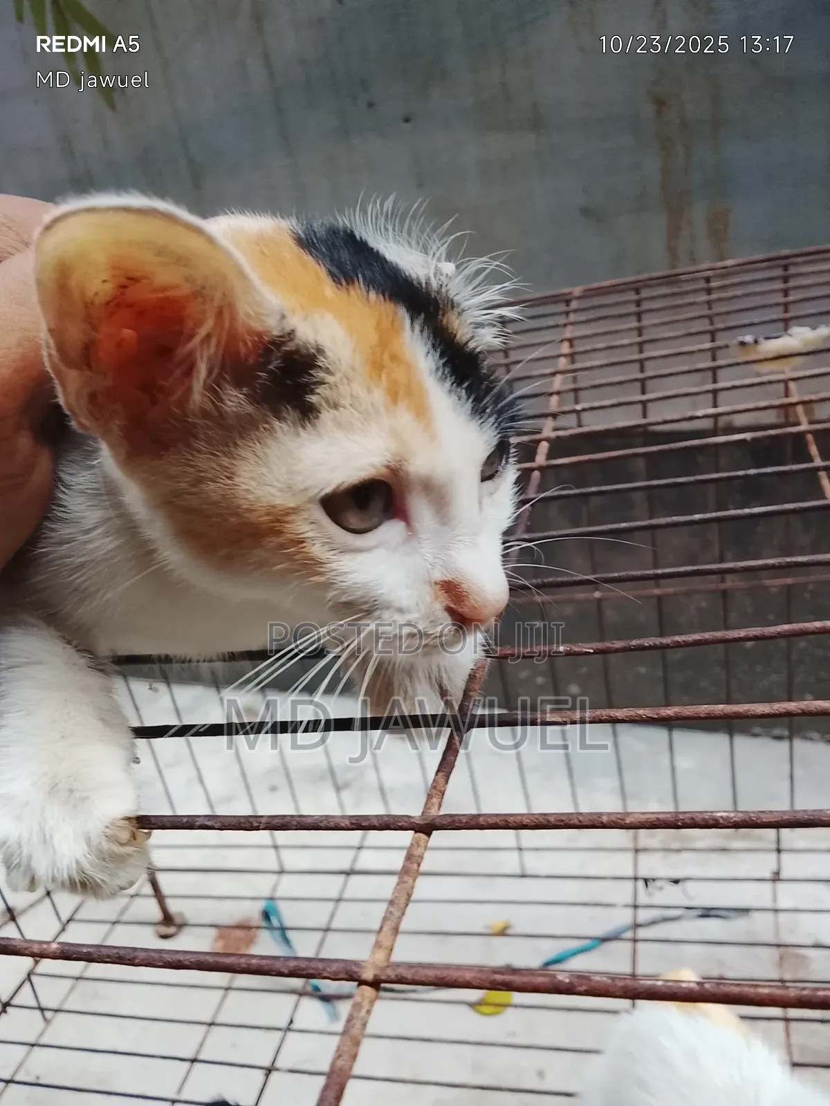 0-1 Month Female Mixed Breed Persian