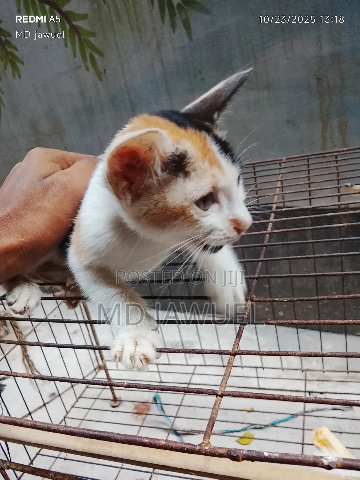 0-1 Month Female Mixed Breed Persian