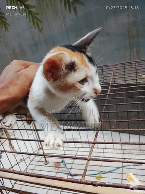 0-1 Month Female Mixed Breed Persian