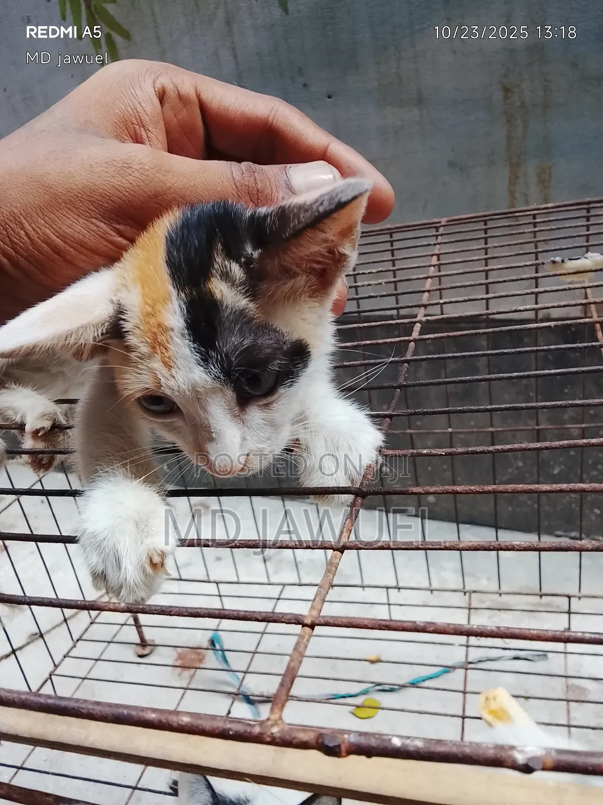 0-1 Month Female Mixed Breed Persian