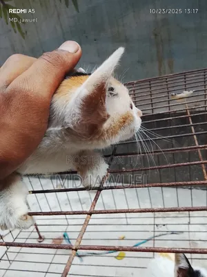 0-1 Month Female Mixed Breed Persian