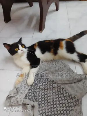 Photo - 1+ Year Female Mixed Breed British Shorthair