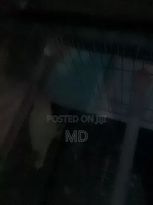 Photo - One Pair Love Bird